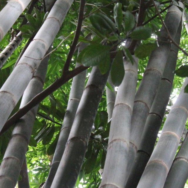 Giant Timber Bamboo - Bambusa oldhamii-Bamboo,Evergreen,Fast Growing,Full Sun,High Water,Ornamental,Outdoor,Screening-Nursery Near Me