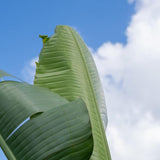 Giant White Bird of Paradise - Strelitzia Nicolai-Evergreen,Fast Growing,Full Sun,Moderate Water,Ornamental,Outdoor,Tropical-Nursery Near Me