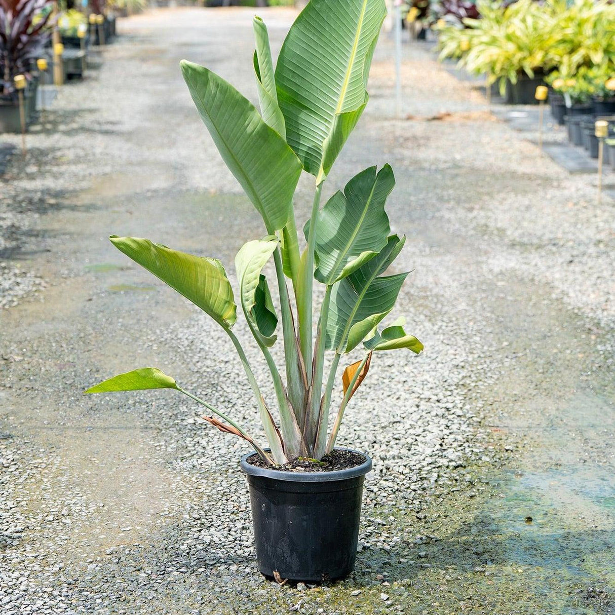 Giant White Bird of Paradise - Strelitzia Nicolai-Evergreen,Fast Growing,Full Sun,Moderate Water,Ornamental,Outdoor,Tropical-Nursery Near Me