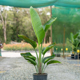 Giant White Bird of Paradise - Strelitzia Nicolai-Evergreen,Fast Growing,Full Sun,Moderate Water,Ornamental,Outdoor,Tropical-Nursery Near Me