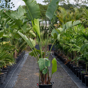 Giant White Bird of Paradise