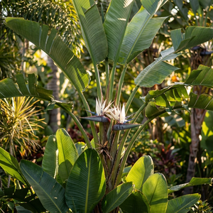 Giant White Bird of Paradise