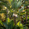 Giant White Bird of Paradise