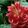 Ginger Plant