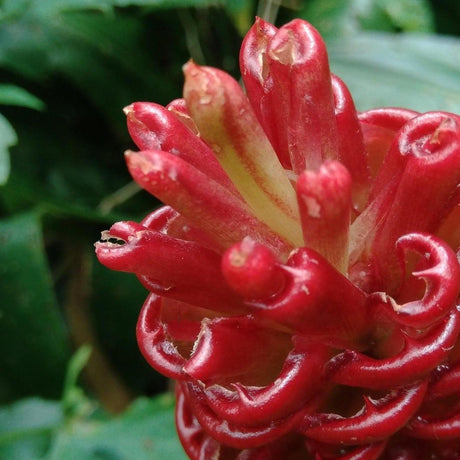 Ginger Plant - Zingiber officinale 'Ginger'-Deciduous,Fast Growing,Fruiting,Moderate Water,Outdoor,Partial Shade,Tropical-Nursery Near Me