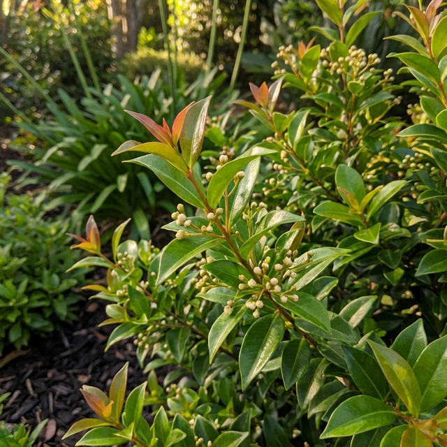 With glossy leaves and clusters of small white buds, plus red-tipped new growth, the Glasshouse Select Lilly Pilly - Syzygium australe ‘Glasshouse Select’ is a striking Australian native ideal as a screening hedge.
