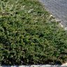 Glauca Juniper