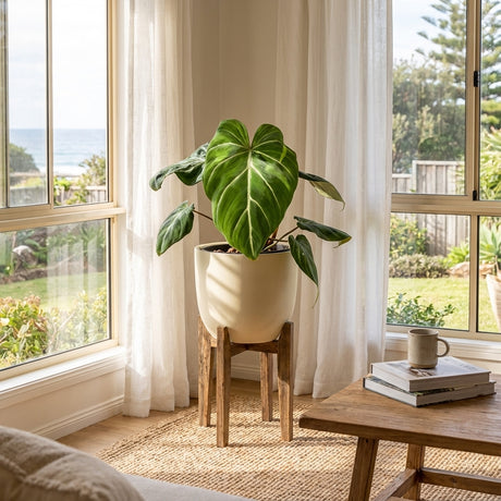 A Gloriosum Philodendron (Philodendron gloriosum) with velvety heart-shaped leaves sits by a sunlit window in a cozy living room, near a wooden table and coffee mug.