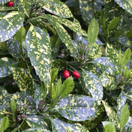 Gold Dust Tree - Aucuba japonica variegata-Evergreen,Moderate Water,Ornamental,Outdoor,Partial Shade,Shrub,Slow Growing-Nursery Near Me