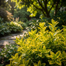 Gold Thumb Euonymus