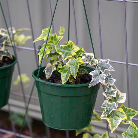 Goldchild English Ivy - Hedera helix 'Goldchild'-Climber,Evergreen,Moderate Water,Ornamental,Outdoor,Partial Shade,Slow Growing-Nursery Near Me