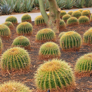 Golden Barrel Cactus