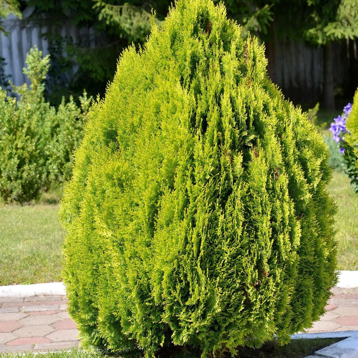 The Golden Biota - Thuja orientalis 'Nana Aurea' is a compact conifer with dense, vibrant green foliage, perfect for adding life to sunny gardens with grass and paving stones.