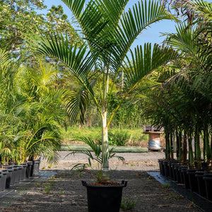 Golden Cane Palm