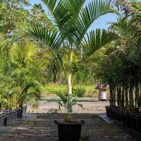 Golden Cane Palm - Dypsis lutescens-Evergreen,Full Sun,Moderate Growing,Moderate Water,Outdoor,Palm,Screening,Tropical-Nursery Near Me