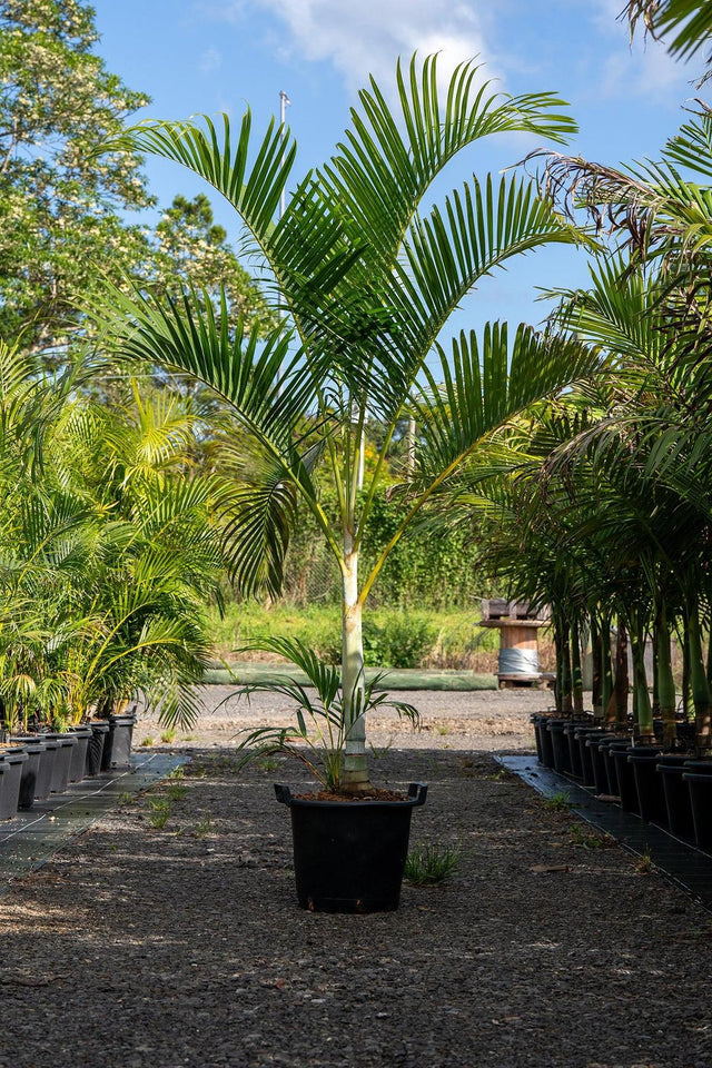 Golden Cane Palm - Dypsis lutescens-Evergreen,Full Sun,Moderate Growing,Moderate Water,Outdoor,Palm,Screening,Tropical-Nursery Near Me