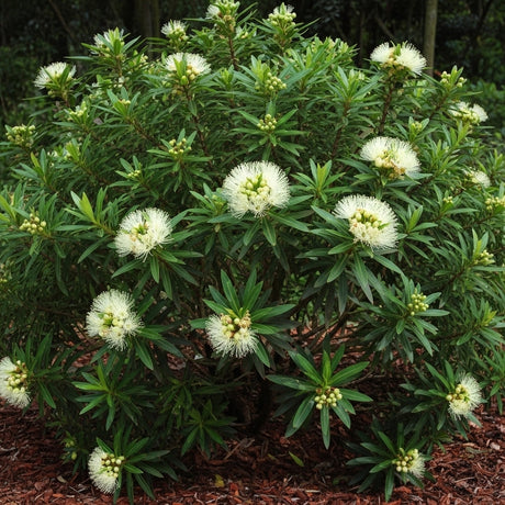 Golden Penda - Xanthostemon ‘Little Penda’ is a compact native tree with long green leaves and fluffy white flowers, perfect for mulched gardens.