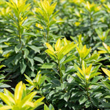 Golden Penda - Xanthostemon chrysanthus-Evergreen,Flowering,Full Sun,Moderate Growing,Moderate Water,Outdoor,Screening,Tree,Tropical-Nursery Near Me