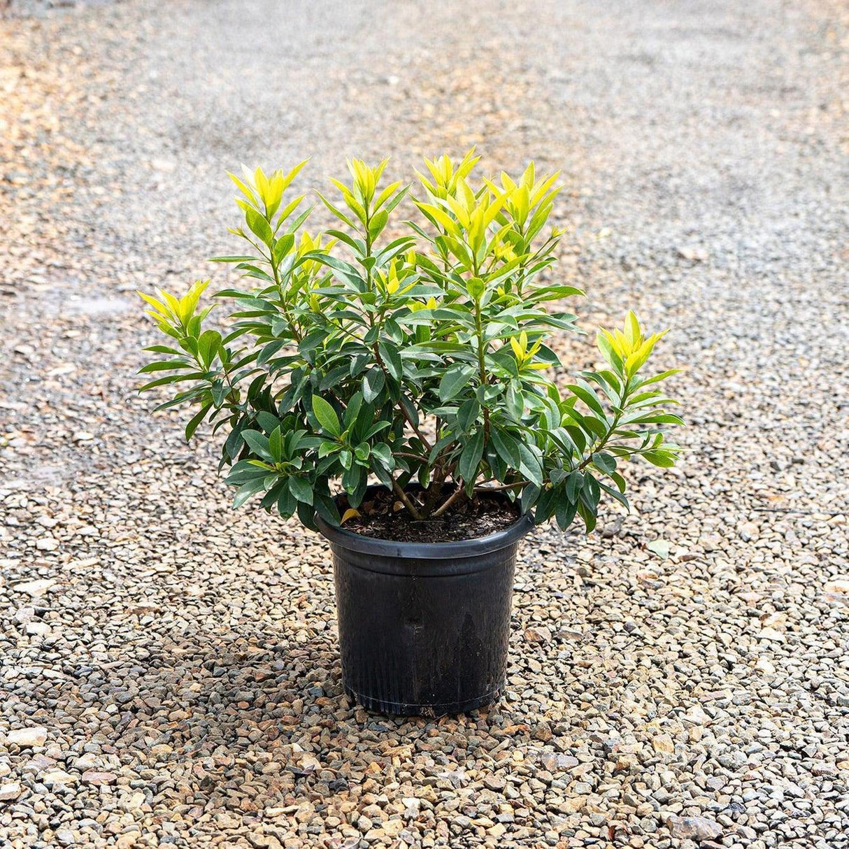 Golden Penda - Xanthostemon chrysanthus-Evergreen,Flowering,Full Sun,Moderate Growing,Moderate Water,Outdoor,Screening,Tree,Tropical-Nursery Near Me