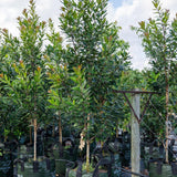 Golden Penda (Xanthostemon chrysanthus) young Australian native trees with lush green leaves growing in fabric pots at a nursery beneath a partly cloudy sky.