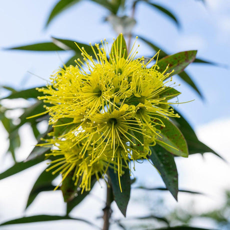 Golden Penda - Xanthostemon chrysanthus-Evergreen,Flowering,Full Sun,Moderate Growing,Moderate Water,Outdoor,Screening,Tree,Tropical-Nursery Near Me