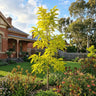 Golden Robinia