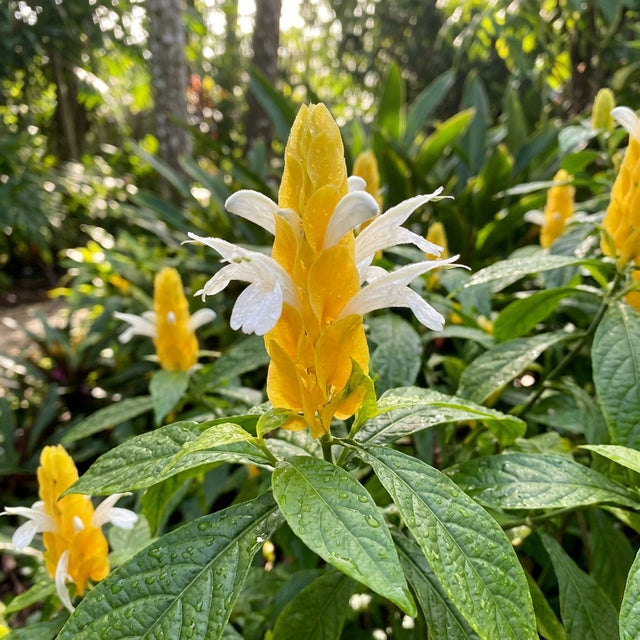 Golden Shrimp Plant - Pachystachys lutea features upright yellow bracts and white flowers among green leaves; this tropical shrub is low-maintenance and ideal for bright garden landscapes.