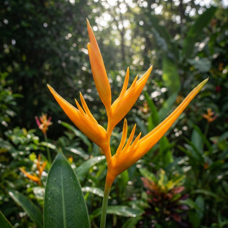 The Golden Torch Heliconia (Heliconia psittacorum x spathocircinata) features bright orange pointed bracts and lush green foliage, creating a striking tropical accent and ideal compact feature for any vibrant garden.