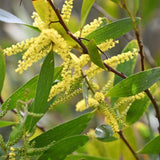 Golden Wattle - Acacia pycnantha-Evergreen,Fast Growing,Flowering,Full Sun,Moderate Water,Native,Outdoor,Tree-Nursery Near Me