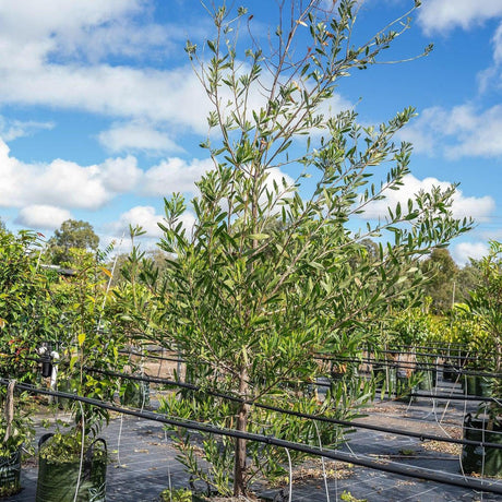 Golden Wattle - Acacia pycnantha-Evergreen,Fast Growing,Flowering,Full Sun,Moderate Water,Native,Outdoor,Tree-Nursery Near Me