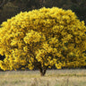 Golden Wattle