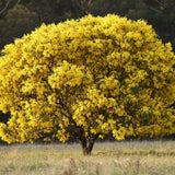 A Golden Wattle - Acacia pycnantha, famous as Australia’s national flower, stands alone in a grassy field with dense, bright yellow blooms.