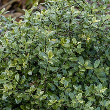 Golf Ball Kohuhu - Pittosporum tenuifolium 'Golf Ball'-Evergreen,Moderate Growing,Moderate Water,Outdoor,Partial Shade,Screening,Shrub-Nursery Near Me