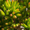 Gollum Jade