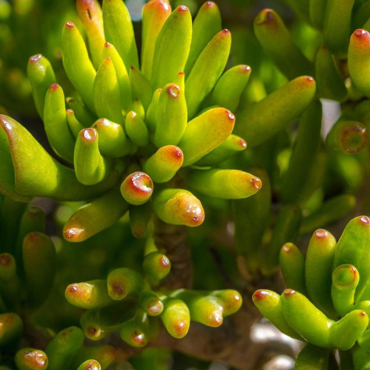 Gollum Jade - Crassula ‘Gollum’-Evergreen,Full Sun,Indoor,Low Water,Ornamental,Slow Growing,Succulent-Nursery Near Me