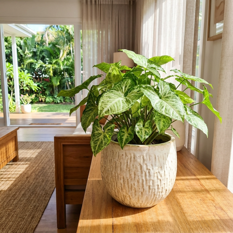 The Goosefoot Plant - Syngonium ‘White Butterfly’ rests on a wooden table in a sunny living room with garden views, bringing fresh charm and elegance to the inviting space.
