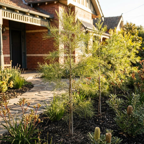 Gossamer Wattle (Acacia floribunda) is planted with young native trees and shrubs in a landscaped front garden next to a brick house with a stone path.