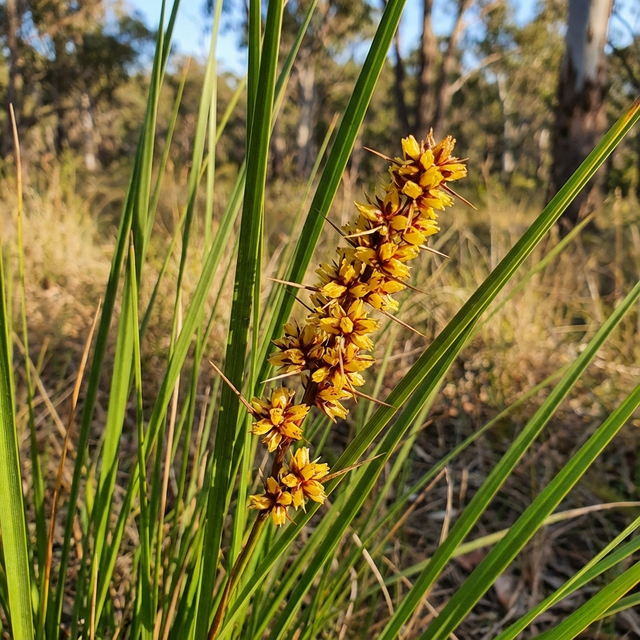 Grass Tree 310 Lomandra - Lomandra 'Grass Tree 310' features small yellow flowers and long green leaves, making it perfect for low-maintenance landscaping in grassy outdoor spaces.