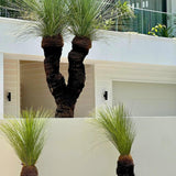 Three tall, spiky Grass Tree - Xanthorrhoea glauca, with thick black trunks, stand in front of a modern white building, highlighting the iconic Australian native plant’s unique and drought-tolerant beauty.