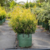 Great Balls of Fire Bottlebrush - Callistemon salignus 'Great Balls of Fire'-Evergreen,Fast Growing,Full Sun,Moderate Water,Native,Outdoor,Screening,Shrub-Nursery Near Me