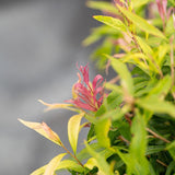 Great Balls of Fire Bottlebrush - Callistemon salignus 'Great Balls of Fire'-Evergreen,Fast Growing,Full Sun,Moderate Water,Native,Outdoor,Screening,Shrub-Nursery Near Me