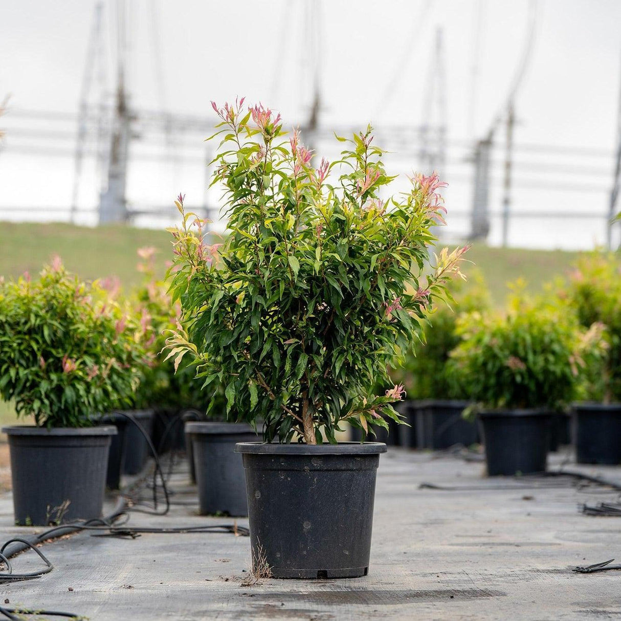 Great Balls of Fire Bottlebrush - Callistemon salignus 'Great Balls of Fire'-Evergreen,Fast Growing,Full Sun,Moderate Water,Native,Outdoor,Screening,Shrub-Nursery Near Me