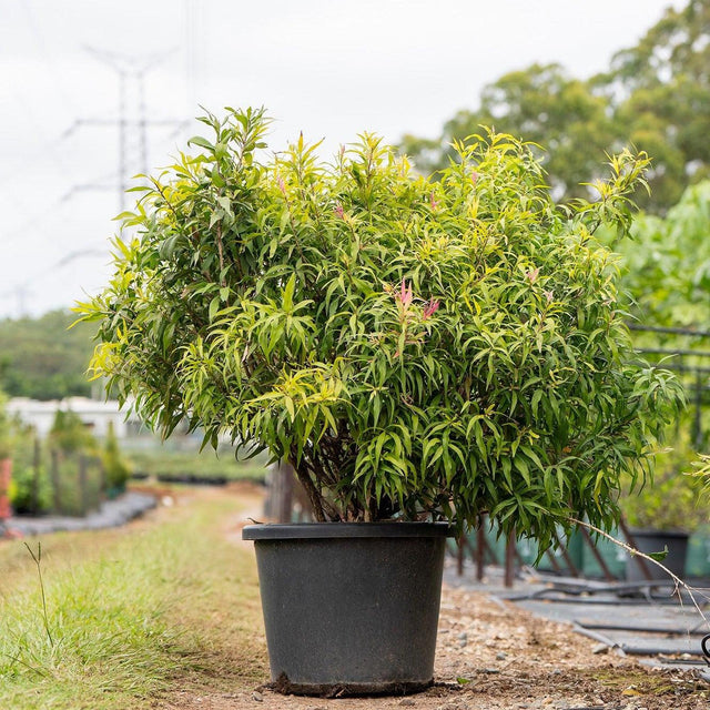 Great Balls of Fire Bottlebrush - Callistemon salignus 'Great Balls of Fire'-Evergreen,Fast Growing,Full Sun,Moderate Water,Native,Outdoor,Screening,Shrub-Nursery Near Me