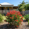Great Balls of Fire Bottlebrush