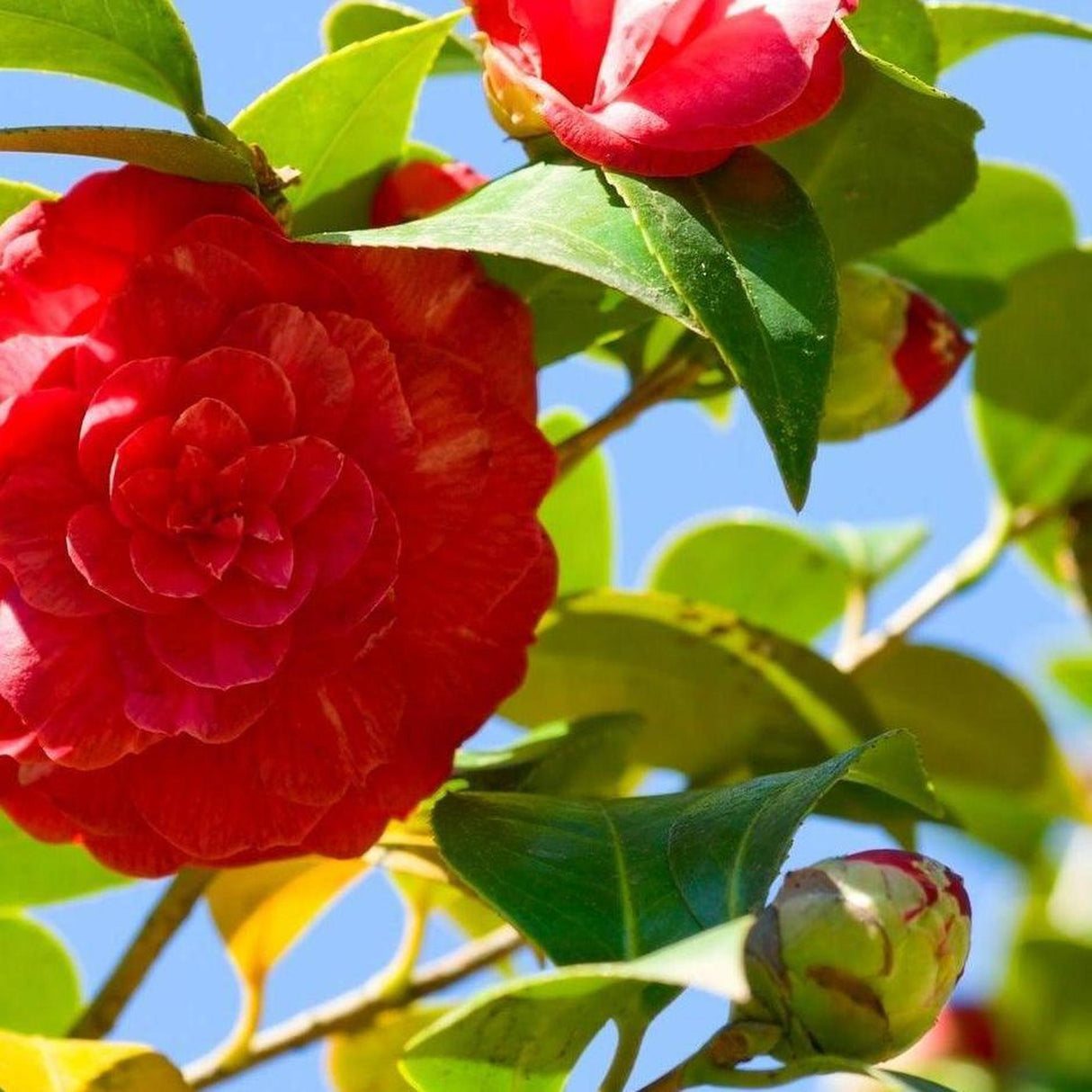 Great Eastern Camellia - Camellia japonica 'Great Eastern'-Evergreen,Flowering,Moderate Water,Ornamental,Outdoor,Partial Shade,Slow Growing-Nursery Near Me