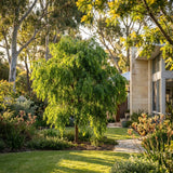 A Green Avenue Weeping Lilly Pilly (Waterhousea floribunda ‘Green Avenue’) thrives in a sunny, landscaped garden beside a modern house, providing dense evergreen foliage and natural privacy screening.