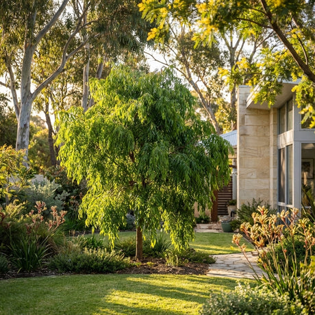 A Green Avenue Weeping Lilly Pilly (Waterhousea floribunda ‘Green Avenue’) thrives in a sunny, landscaped garden beside a modern house, providing dense evergreen foliage and natural privacy screening.