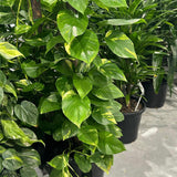 Green Gold Pothos Devil's Ivy - Epipremnum aureum 'Green Gold Pothos'-Climber,Evergreen,Fast Growing,Indoor,Moderate Water,Partial Shade,Tropical-Nursery Near Me