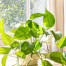 Green Gold Pothos Devil's Ivy