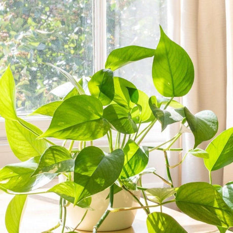 Green Gold Pothos Devil's Ivy - Epipremnum aureum 'Green Gold Pothos'-Climber,Evergreen,Fast Growing,Indoor,Moderate Water,Partial Shade,Tropical-Nursery Near Me